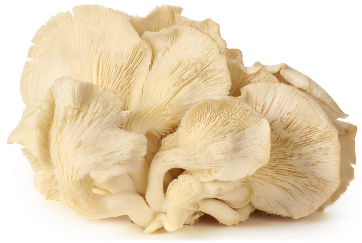 Maitake mushroom (dancing mushroom), a functional ingredient in the ABC 360 A Bar.